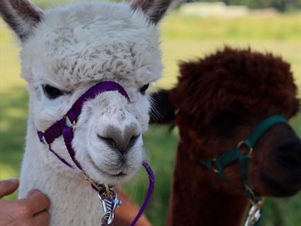 Walk with Alpacas at Exbury Gardens & Steam Railway