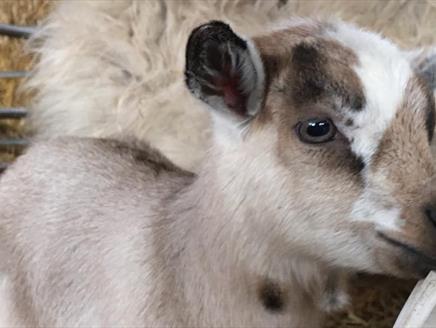 Miller's Ark Farm Open Weekend