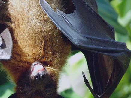 Secret Life of Bats at St Barbe Museum and Art Gallery