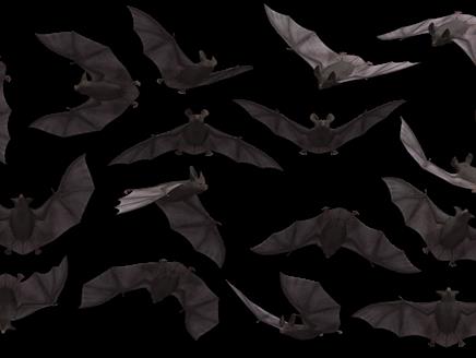 Bat Night at Gilbert White's House & Gardens