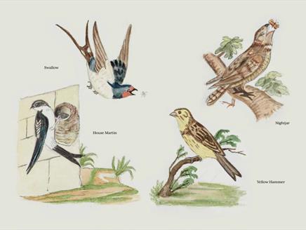 Drop-in and Draw! Connecting with Nature through Art at Gilbert White's House & Gardens