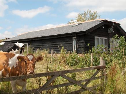 Building with cows