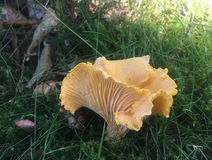 Autumn Foraging Course