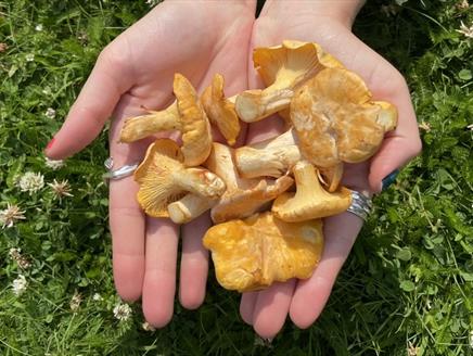 chanterelle mushrooms sitting in open palms