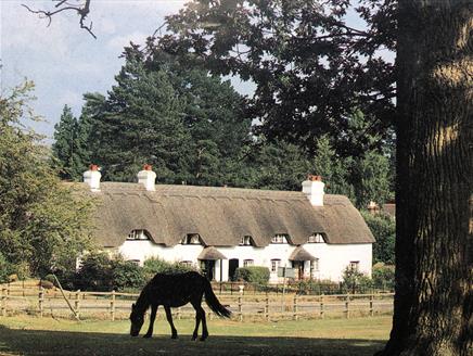 Exterior of Swan Green Cottages with a New Forest Pony in the foreground.