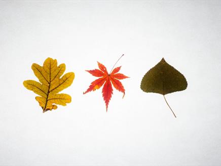 Make and Take Autumn Craft at Gilbert White's House & Gardens