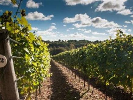 Hambledon Wine Festival