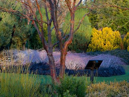 Winter I Spy at Sir Harold Hillier Gardens