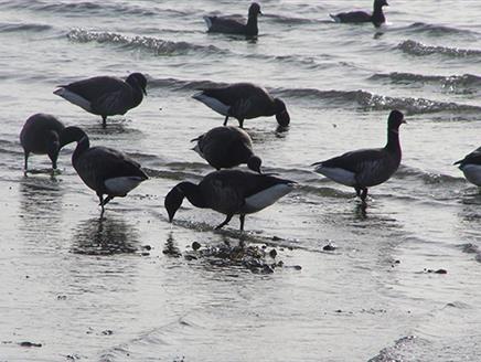 Bird Aware Day at Lepe Country Park