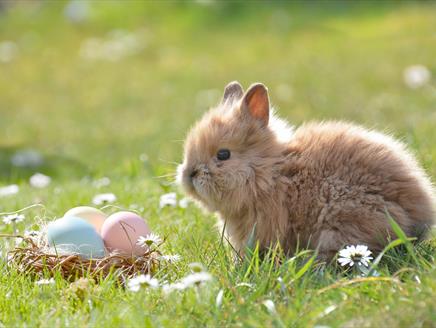 Lepe, Hop & Hunt with Hazel at Lepe Country Park