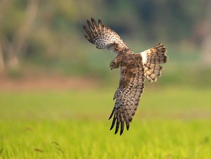 Falconry Day at Exbury Gardens