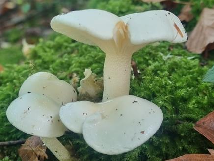 November Forest Bathing at West Walk, Petersfield