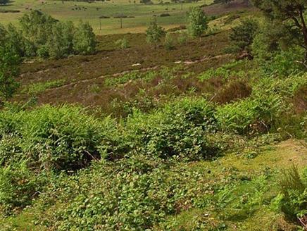 Flora Thompson Circular Walk