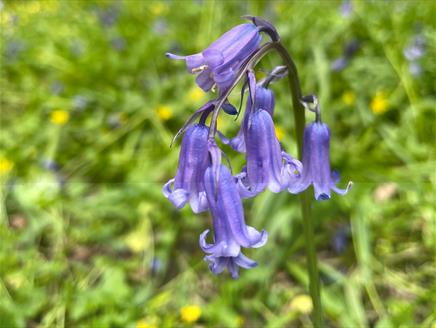Ewhurst Park Spring Festival