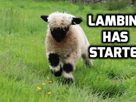 Lambing Farm Open Days at Miller's Ark Animals