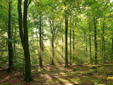 Forest Therapy Experience