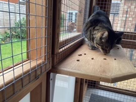 Portsmouth Cats Protection Summer Fete