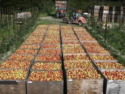 Apple tasting