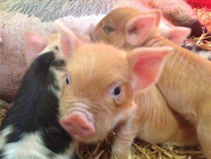 Miller's Ark Farm Autumn Half Term