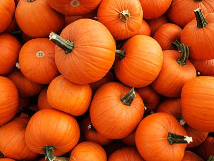 Pumpkin Carving at West End Flower Farm