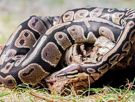 Reptile Academy at Exbury Gardens & Steam Railway