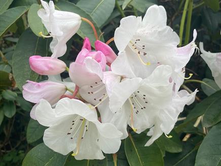 Seasonal Spotlight tours - Rhododendrons and Azaleas at Exbury Gardens & Steam Railway