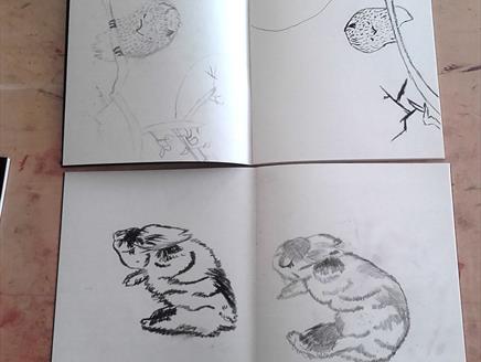 Animal Sketchbook