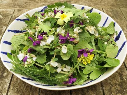 Urban Foraging in Southampton