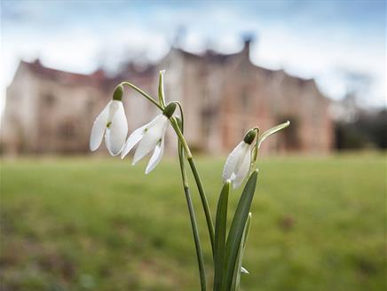 National Garden Scheme Snowdrops Day at Chawton House