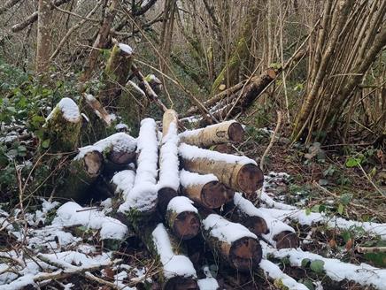 December Forest Bathing at West Walk, Petersfield