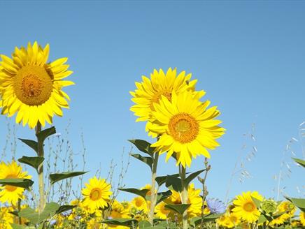 Summer Activity Trail at Itchen Valley Country Park
