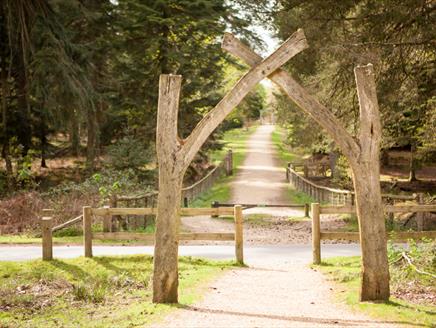 Tall Tree Trail New Forest