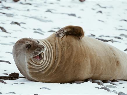 Climate Comedy seal