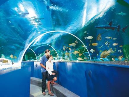 Monsoon Magic at Blue Reef Aquarium