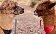 Visit the alpacas at Sandy Balls in the New Forest