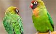 Love Birds at Birdworld