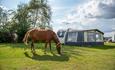 Camping New Forest