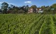 Hambledon Vineyard
