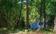 Camping New Forest