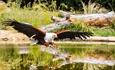 African Fish Eagle at the Hawk Conservancy Trust