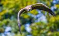 African White-Backed Vulture at the Hawk Conservancy Trust