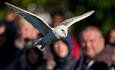 Barn Owl at the Hawk Conservancy Trust