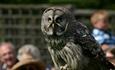 Great Grey Owl at the Hawk Conservancy Trust