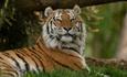 Tiger at Marwell