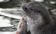 New Forest Wildlife Park Otter