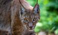 Lynx at The New Forest Wildlife Park