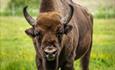 Bison at The New Forest Wildlife Park