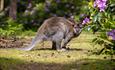 Wallaby at The New Forest Wildlife Park