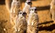Meerkats at Paultons Parks