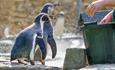 Feeding Penguins at Birdworld